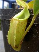 Nepenthes talangensis x veitchii 2